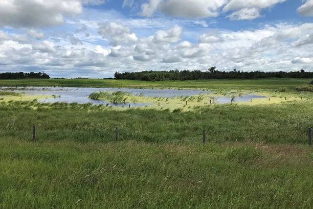 Wilderness Resurgence: Native Plant Species Thrive in Alberta Wetlands