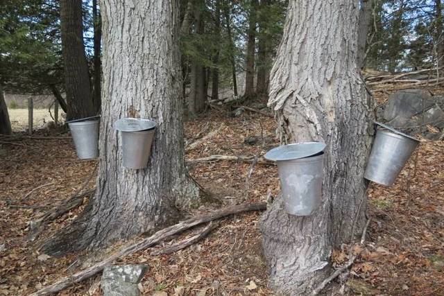 Maple Syrup Harvest 2025 Promises a Sweet Season for Ontario Producers