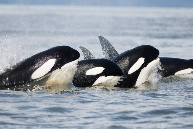 Whale-Watching Hotspots Expand Along British Columbia’s Coast