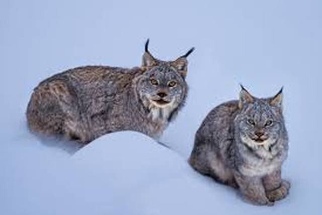 Wildlife Cameras Capture Rare Lynx Activity in Jasper National Park